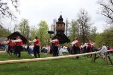 Stavění máje Beskyd ve Valašském muzeu v přírodě