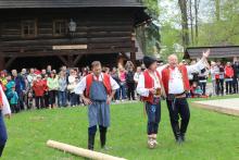 Stavění máje Beskyd ve Valašském muzeu v přírodě